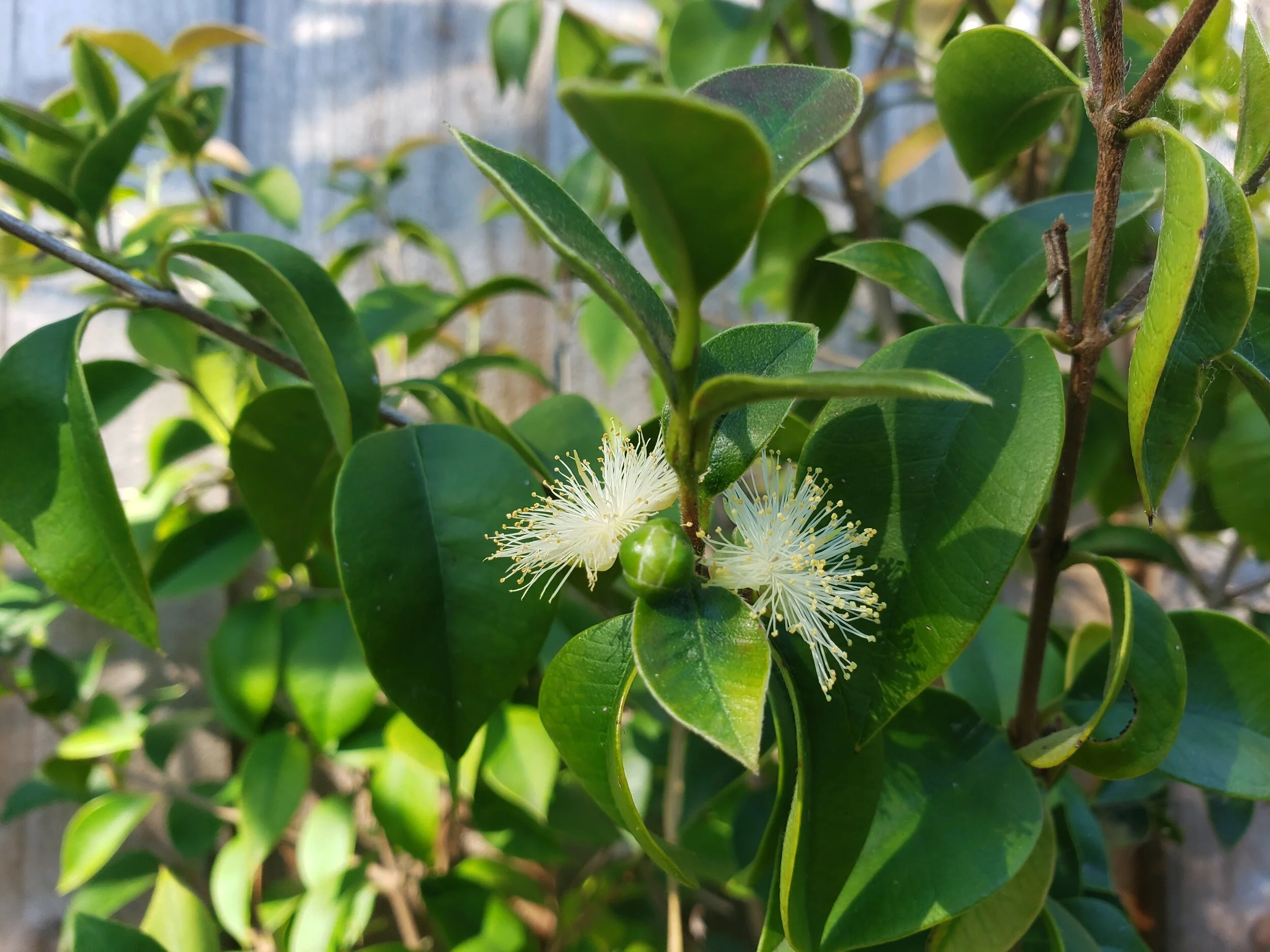 Myrcianthes pungens — Wildlands Farm and Nursery